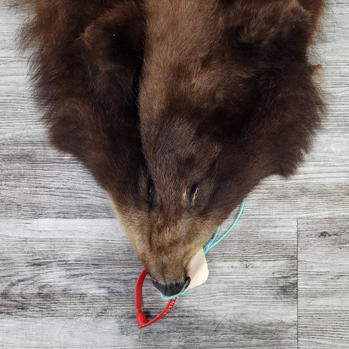 DRESSED SKINS - CINNAMON BEAR #0000819