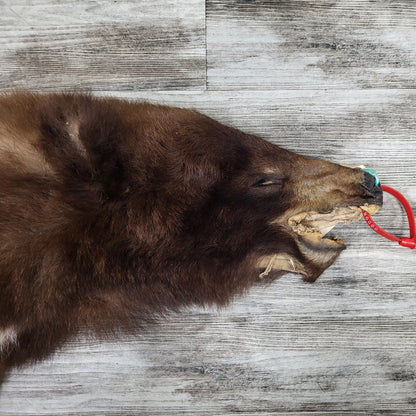 DRESSED SKINS - CINNAMON BEAR #0000819