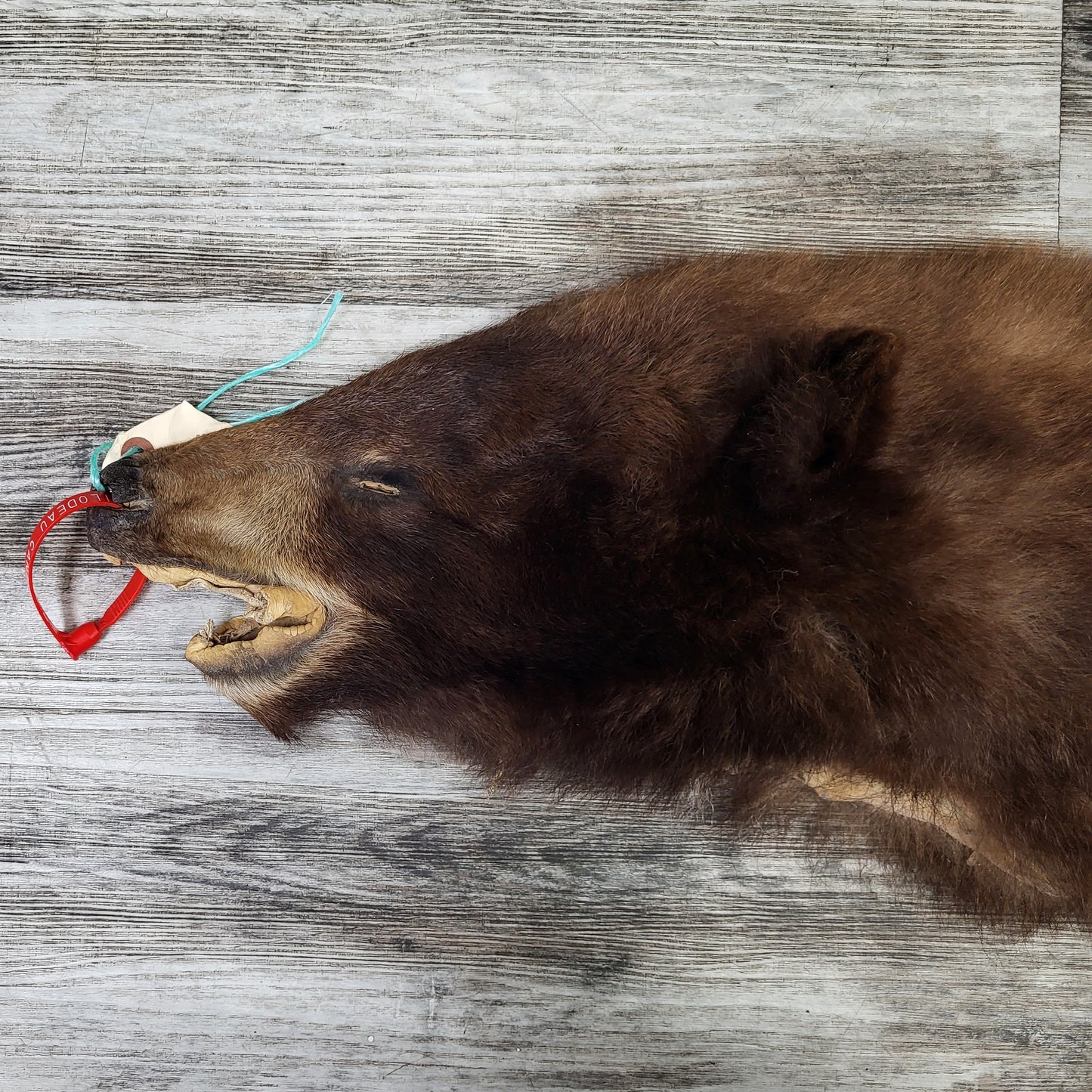 DRESSED SKINS - CINNAMON BEAR #0000819