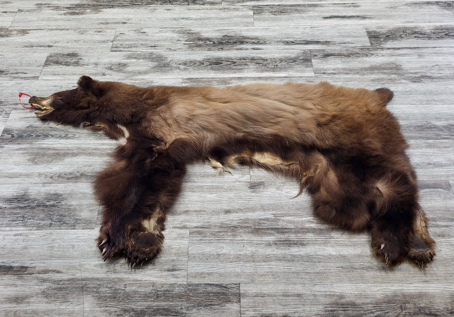 DRESSED SKINS - CINNAMON BEAR #0000819