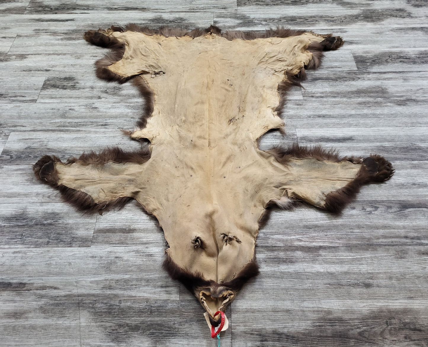 DRESSED SKINS - CINNAMON BEAR #0000819