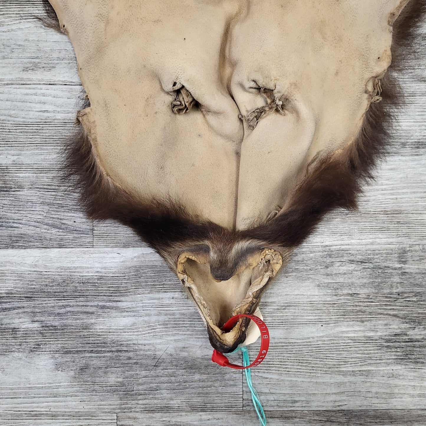 DRESSED SKINS - CINNAMON BEAR #0000819