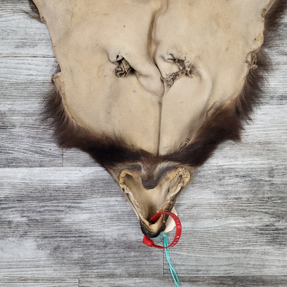 DRESSED SKINS - CINNAMON BEAR #0000819