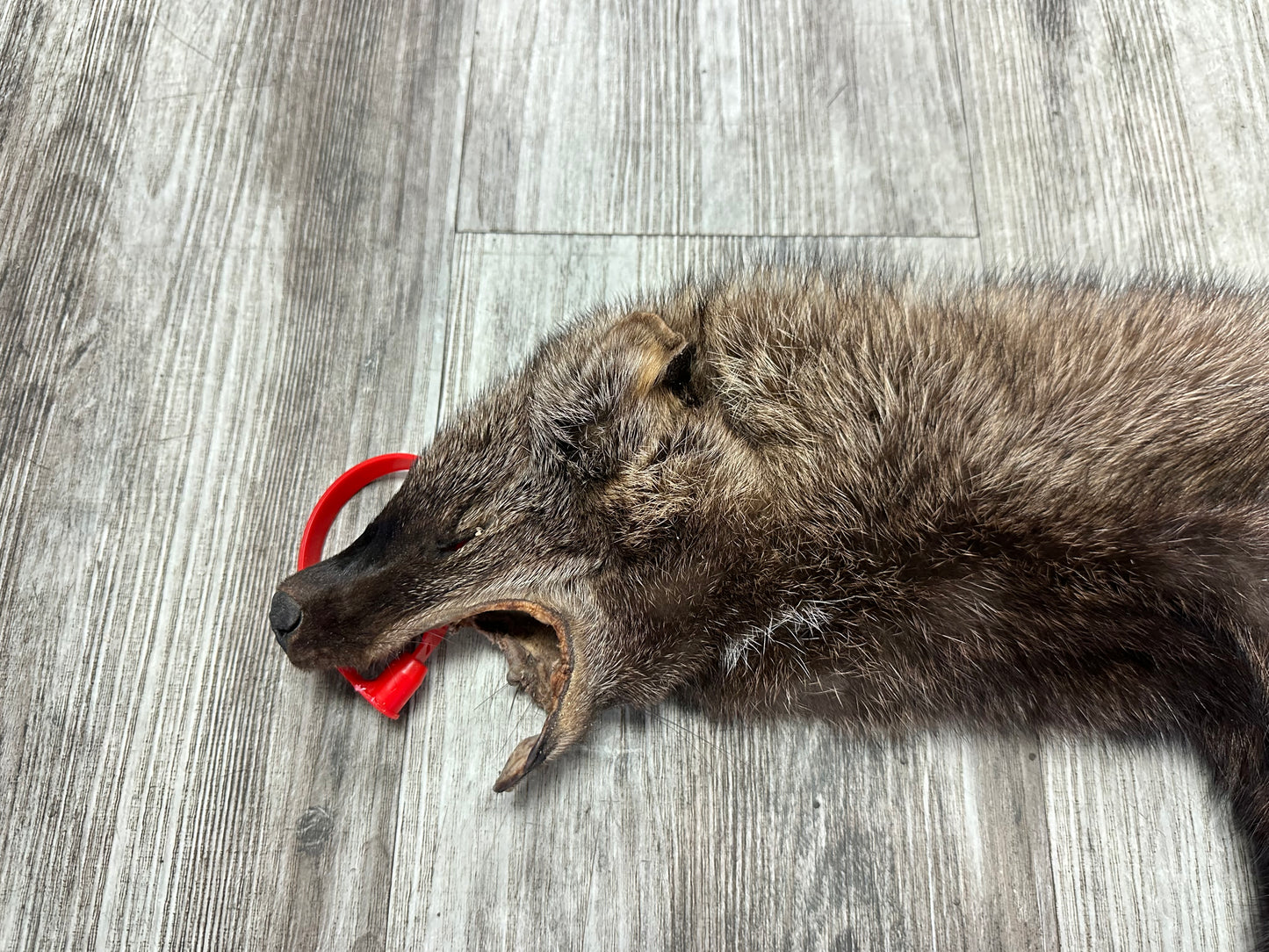 Peau - Pekan #0000884