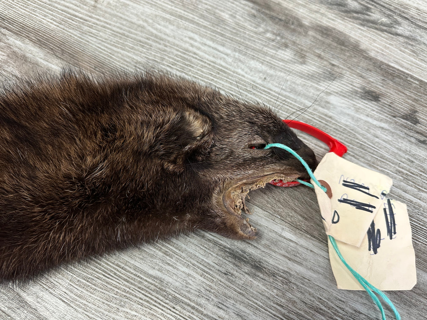 Peau - Pekan #0000935