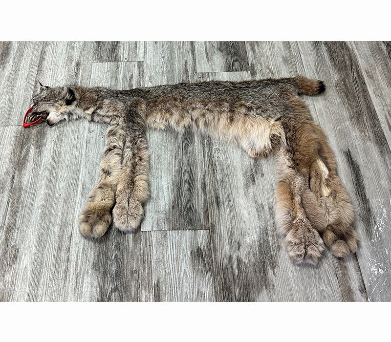 DRESSED SKIN - LYNX - #0000941