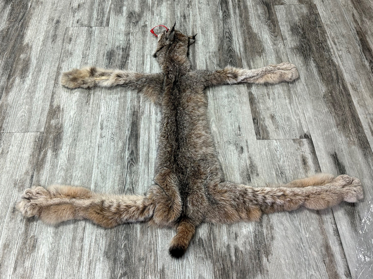 DRESSED SKIN - LYNX - #0000941