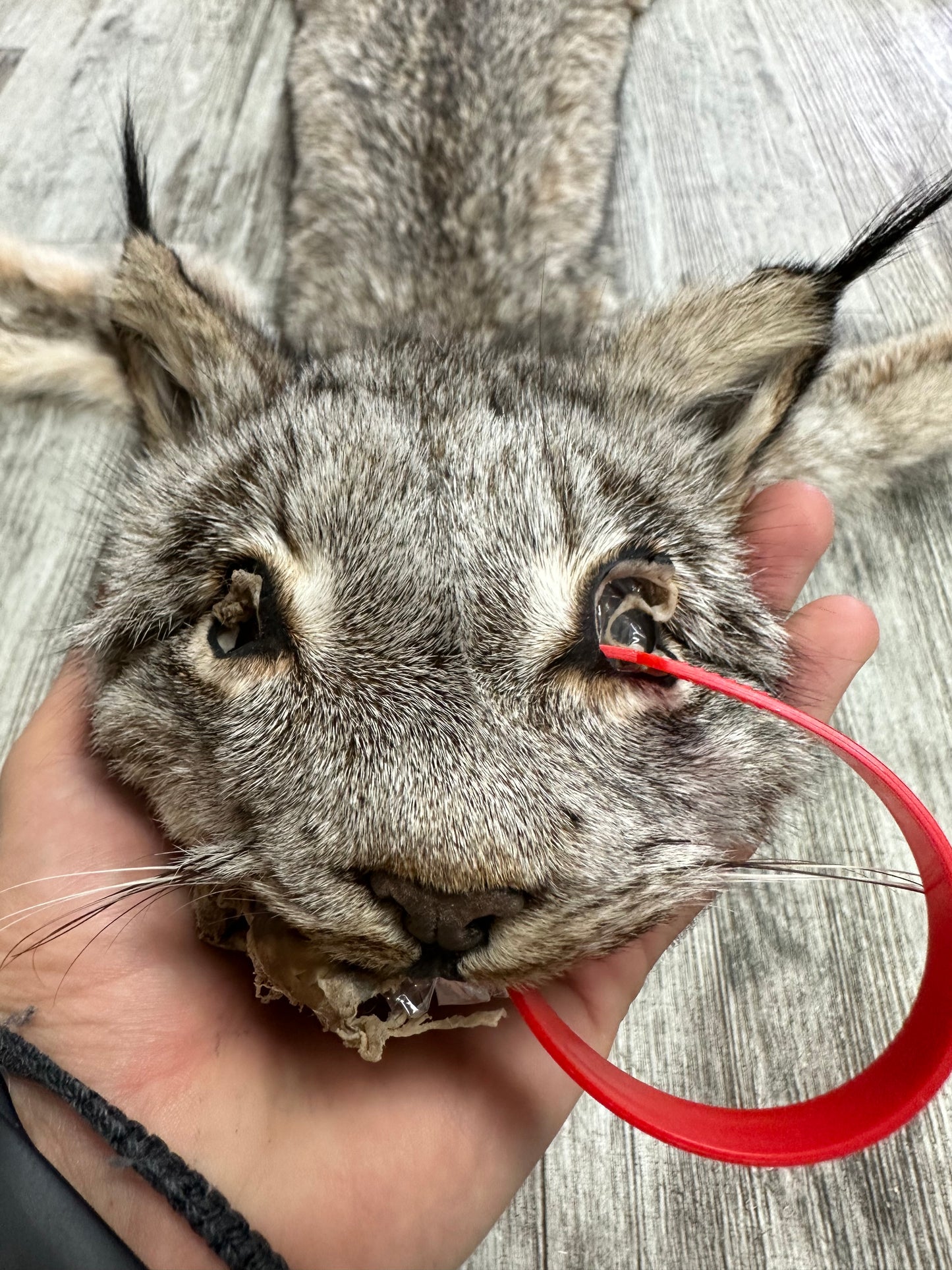 PEAU - LYNX #0000944