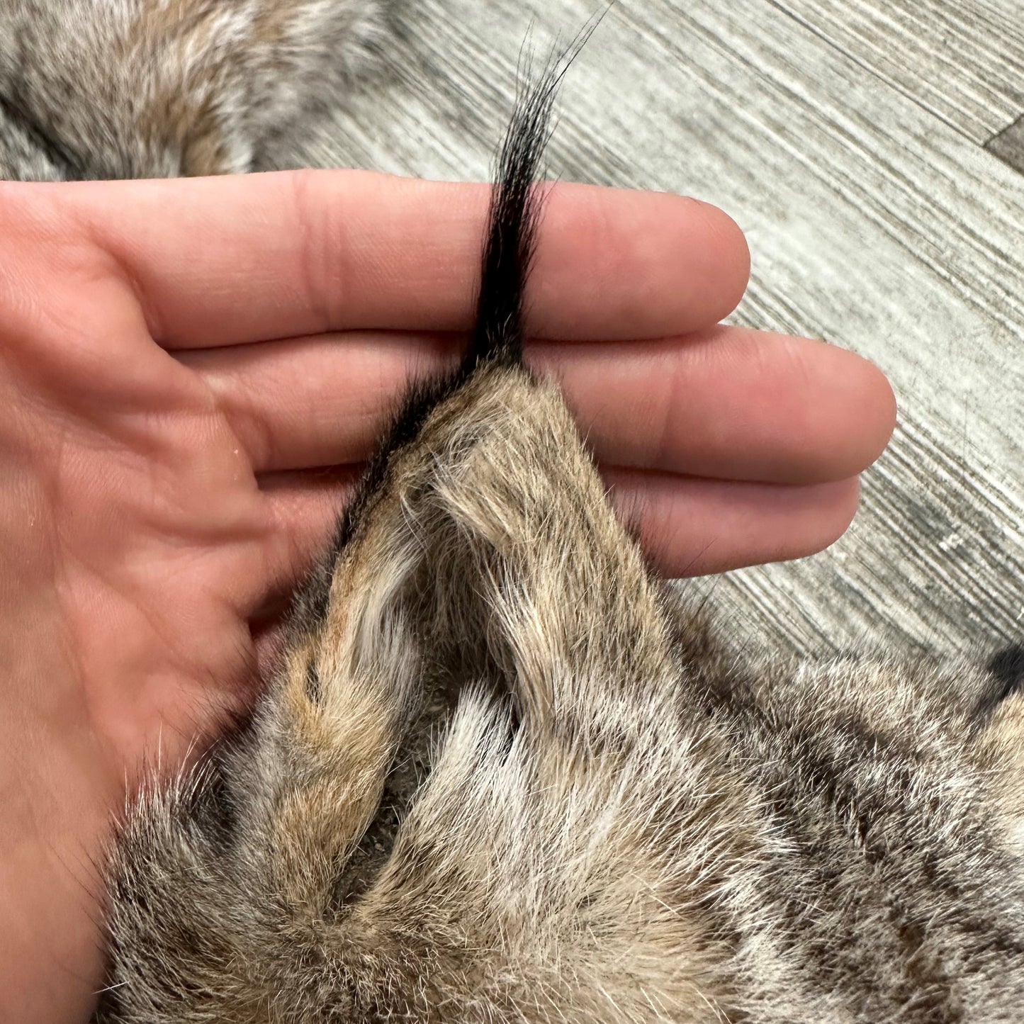 PEAU - LYNX #0000944