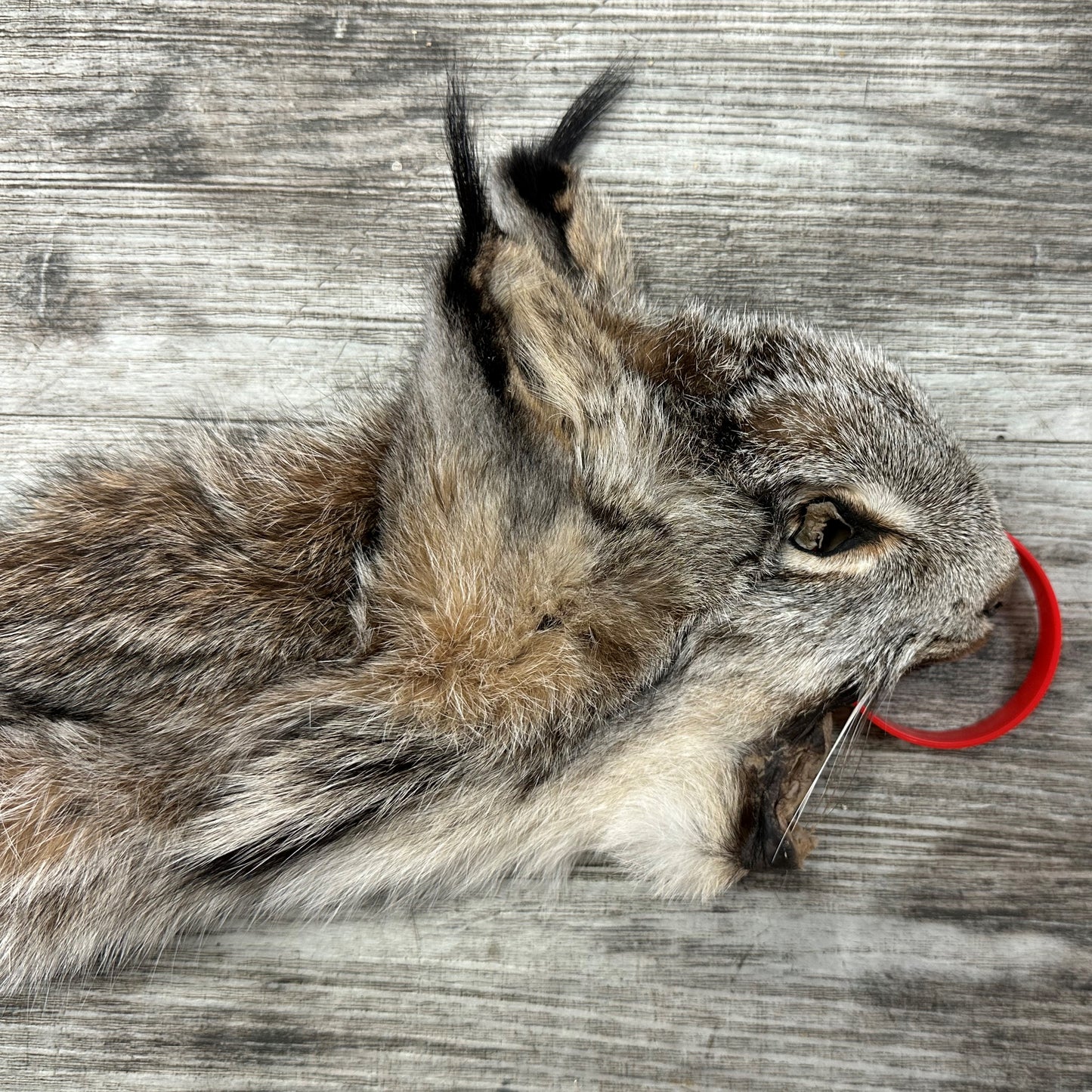 PEAU - LYNX #0000944