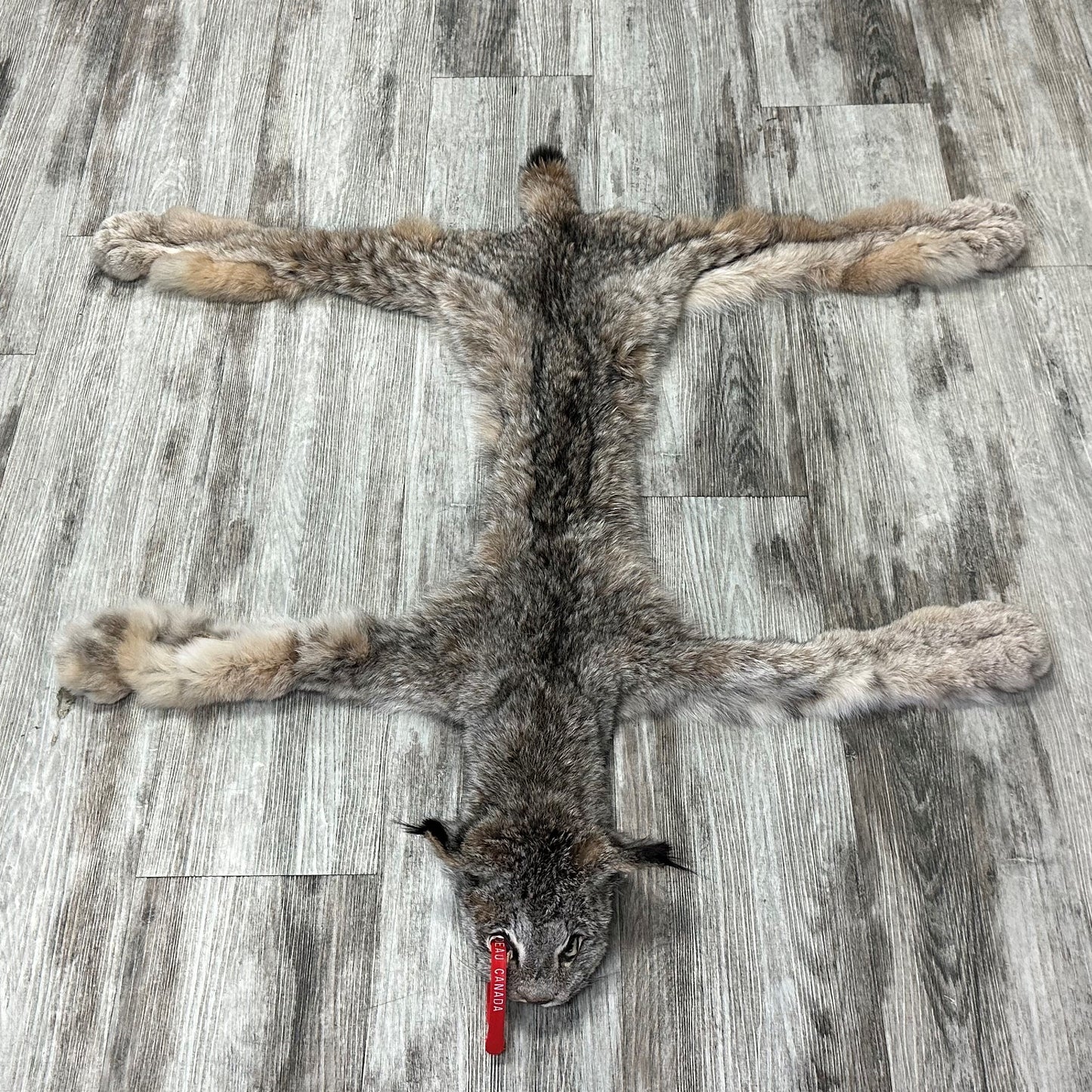 DRESSED SKIN - LYNX - #0000947