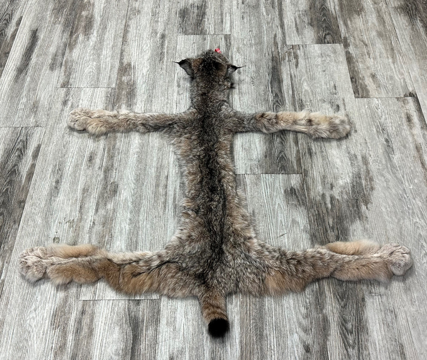 DRESSED SKIN - LYNX - #0000947
