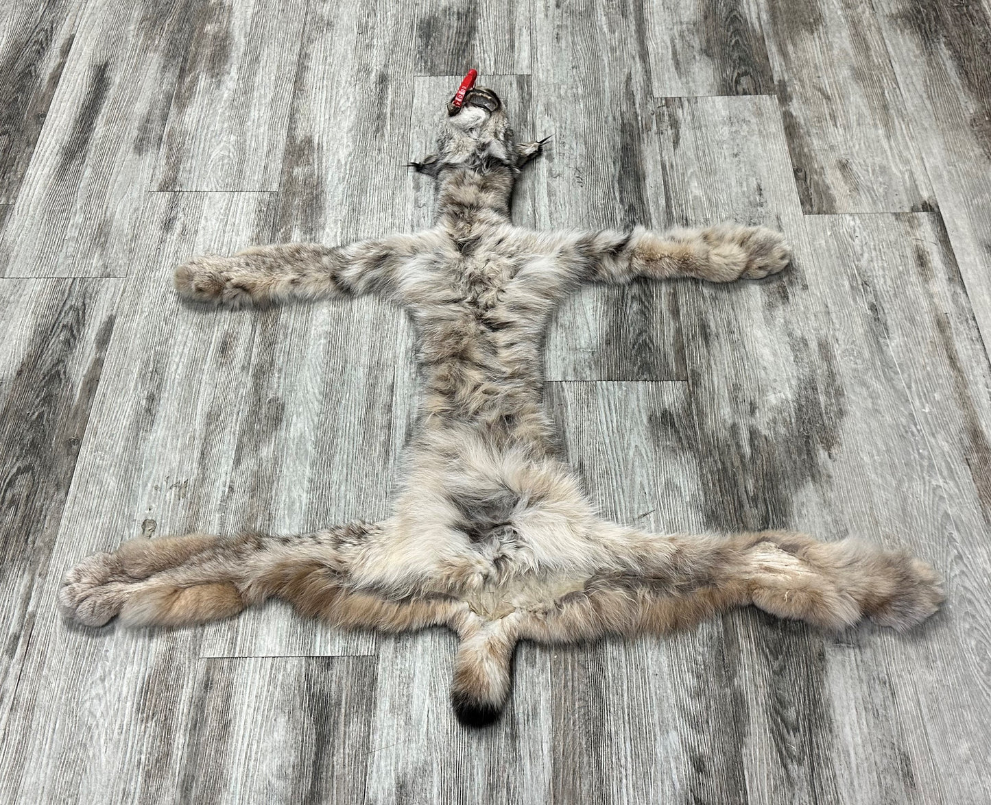 DRESSED SKIN - LYNX - #0000947