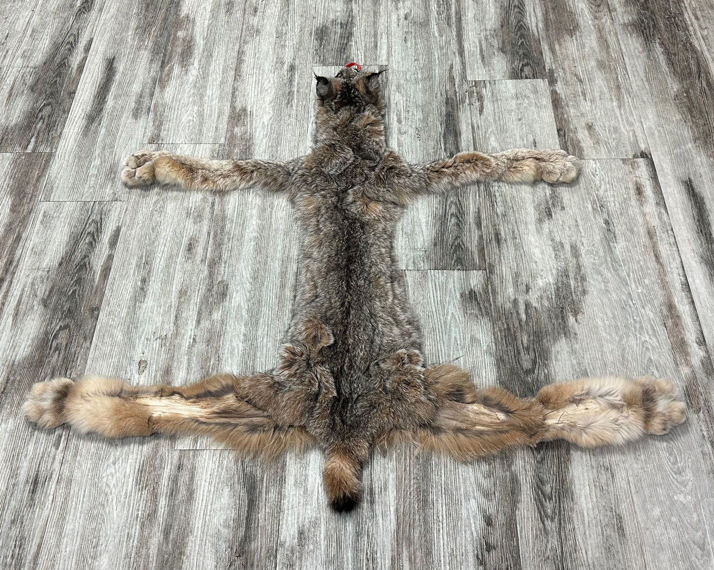 PEAU - LYNX #0000948