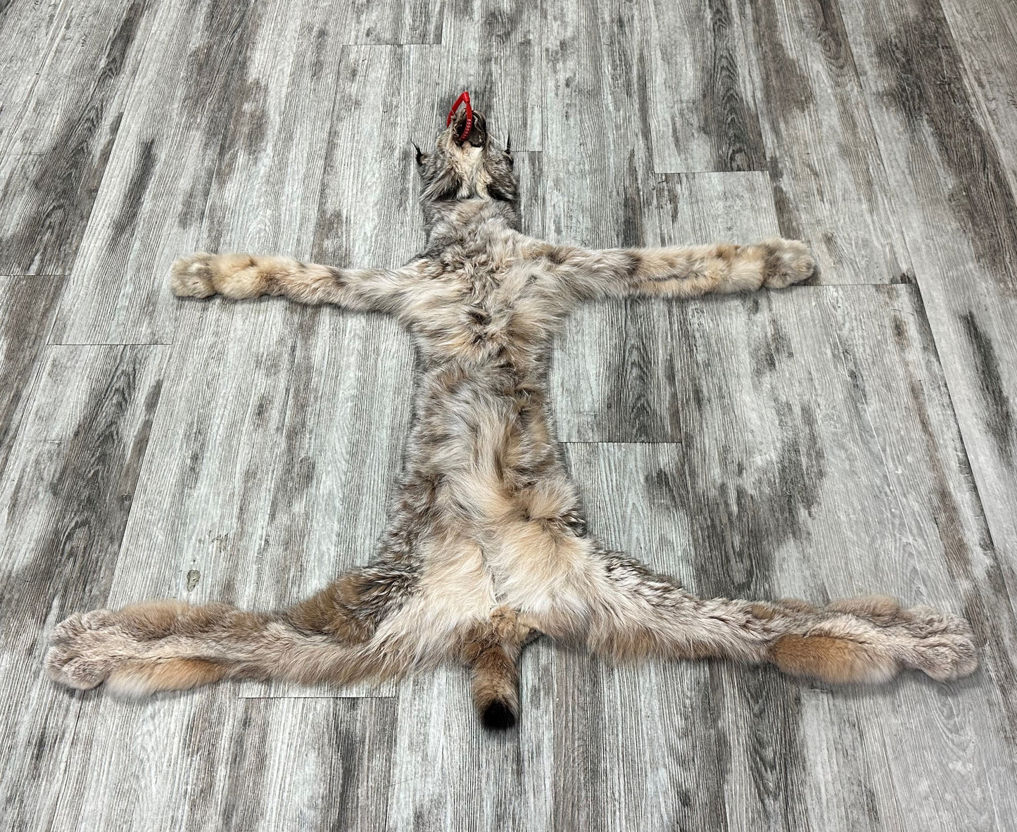 PEAU - LYNX #0000948