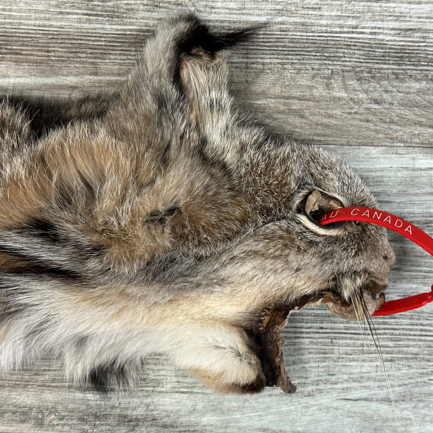 PEAU - LYNX #0000948