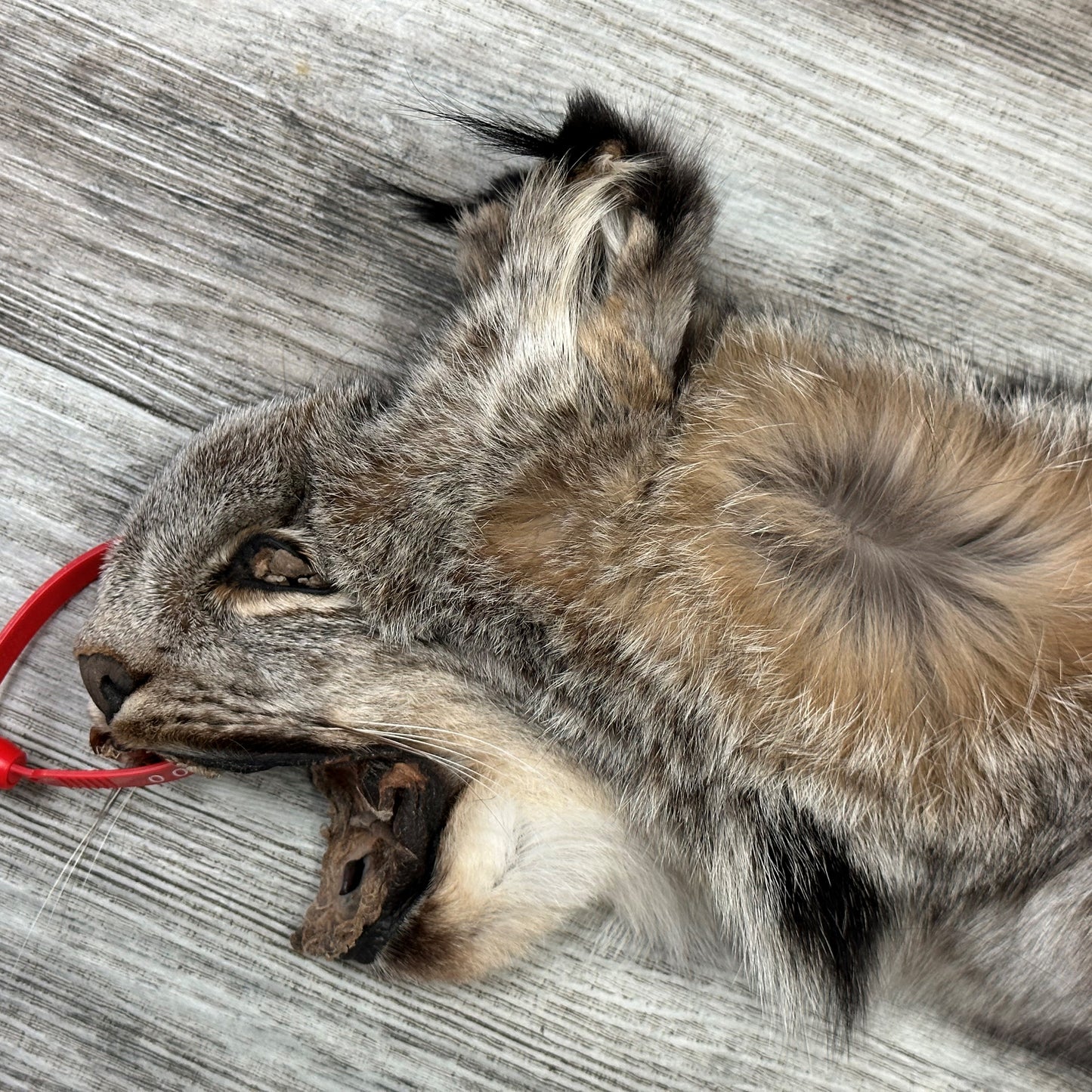 PEAU - LYNX #0000948