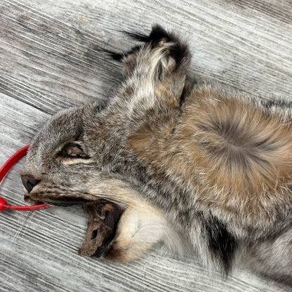 PEAU - LYNX #0000948