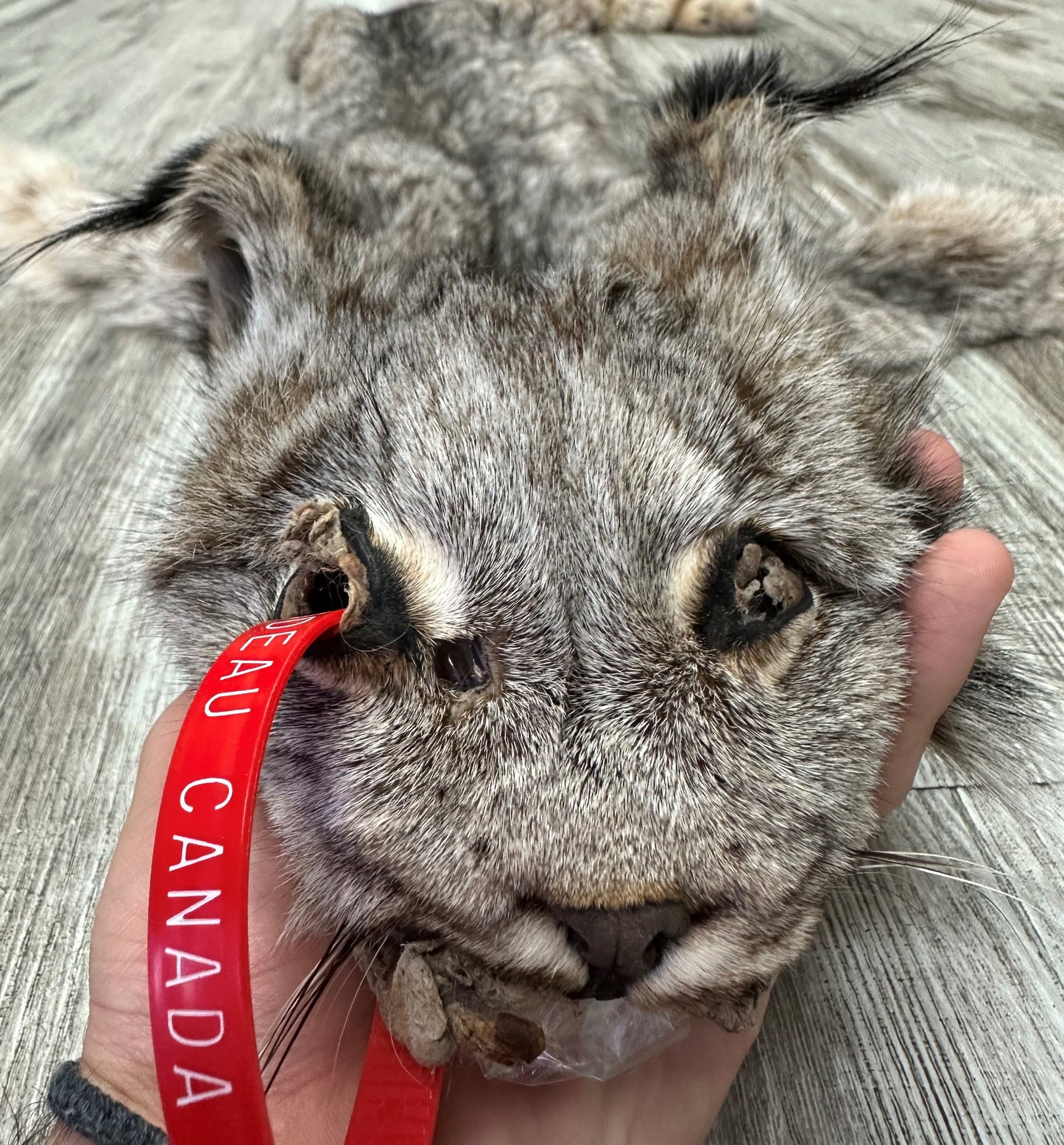 PEAU - LYNX #0000948