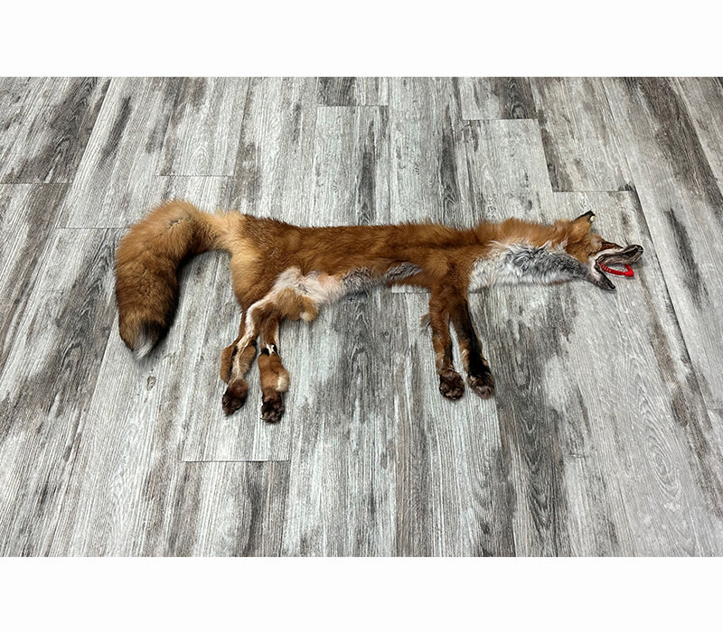 Red Fox pelt  BILODEAU Canada