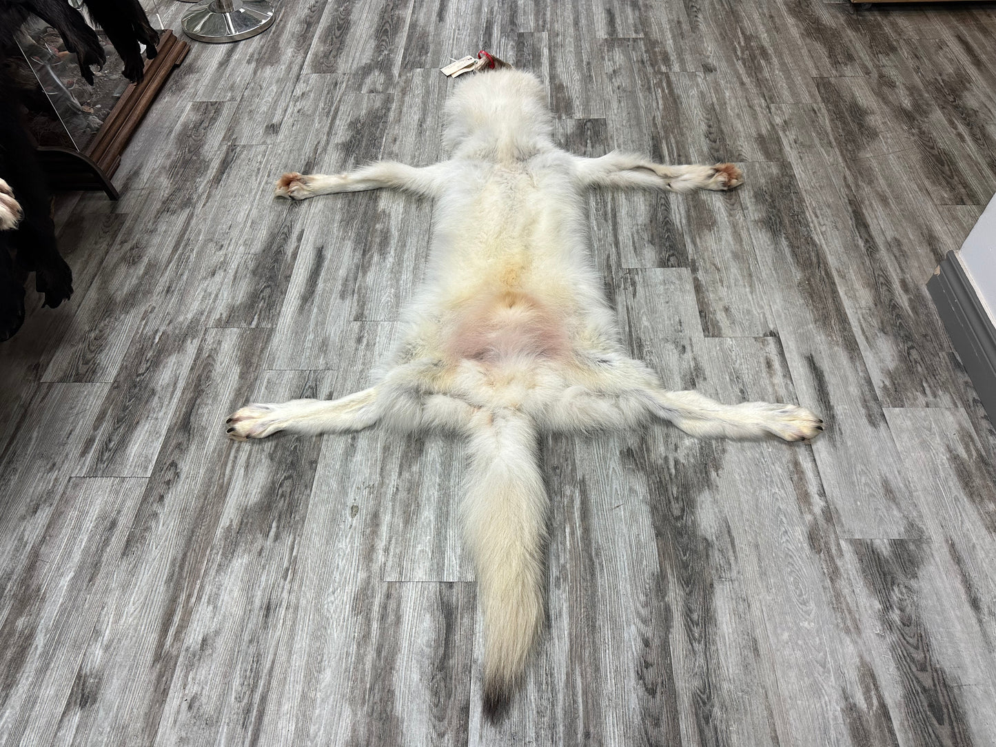 Peau - Loup Arctique #0000990