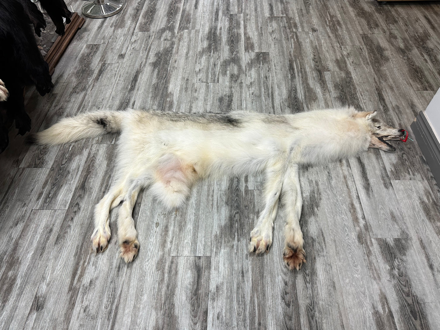 Peau - Loup Arctique #0000990