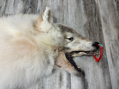 Peau - Loup Arctique #0000990