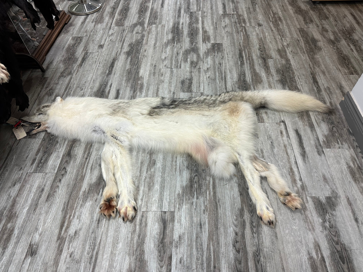 Peau - Loup Arctique #0000990