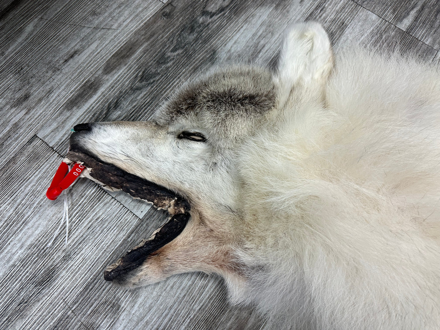 Peau - Loup Arctique #0000990