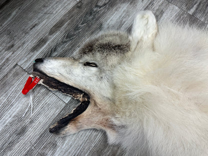 Peau - Loup Arctique #0000990