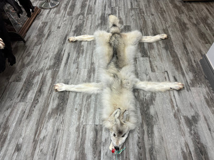 Peau - Loup Arctique #0000990