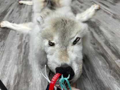 Peau - Loup Arctique #0000990