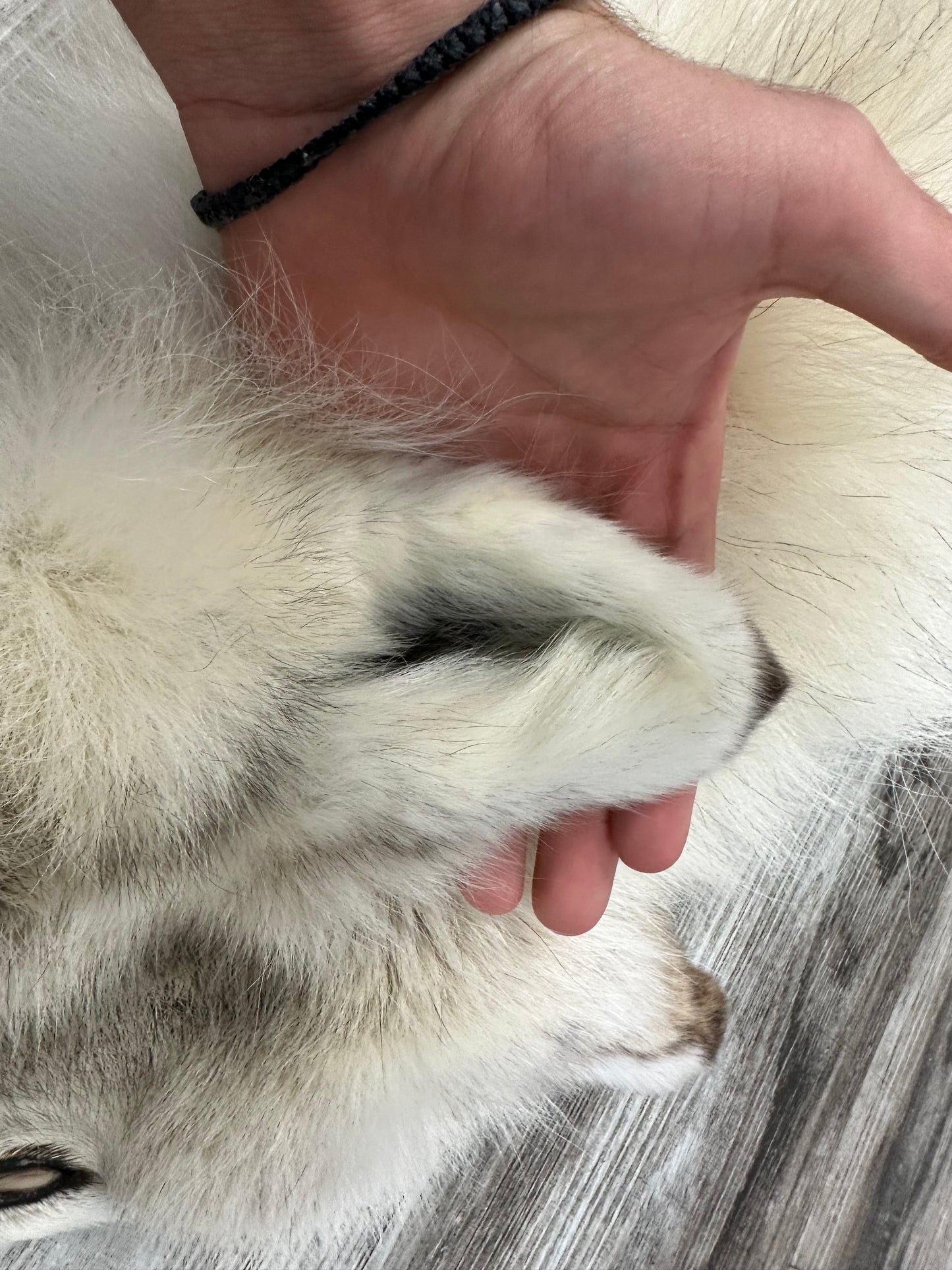 Peau - Loup Arctique #0000990