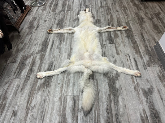 Peau - Loup Arctique #0000991