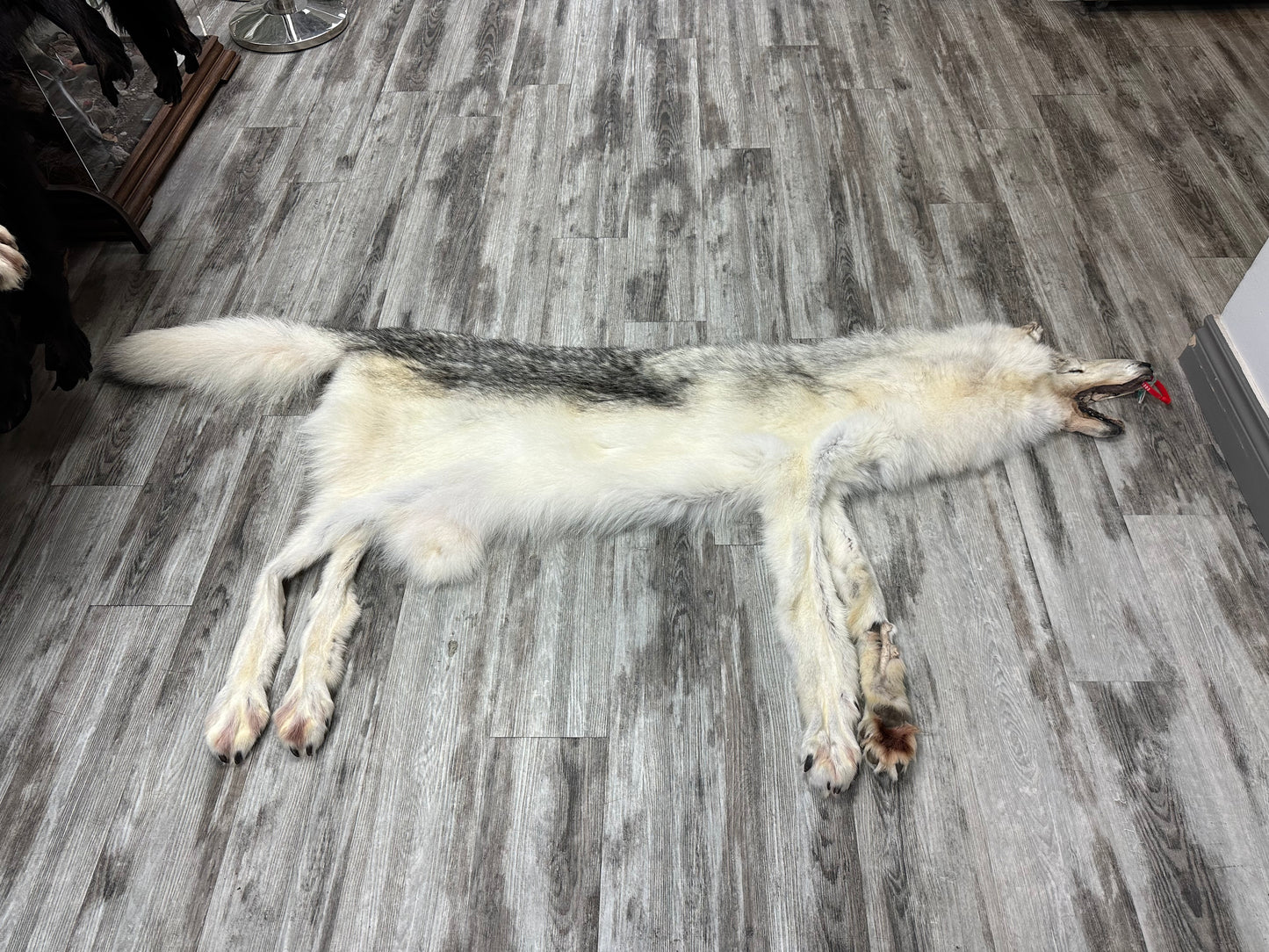 Peau - Loup Arctique #0000991