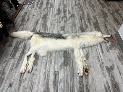 Peau - Loup Arctique #0000991