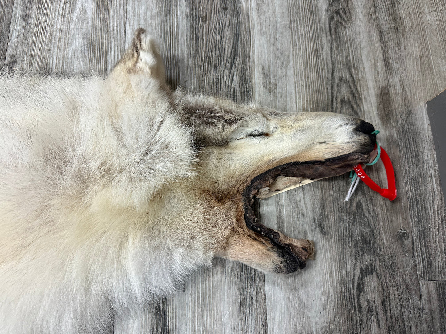 Peau - Loup Arctique #0000991