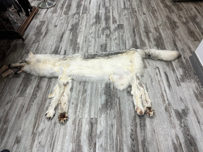 Peau - Loup Arctique #0000991