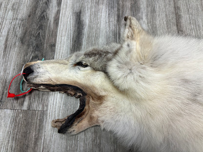 Peau - Loup Arctique #0000991