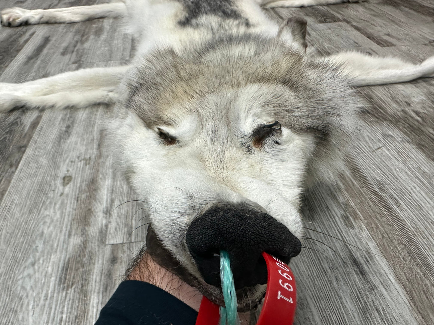 Peau - Loup Arctique #0000991