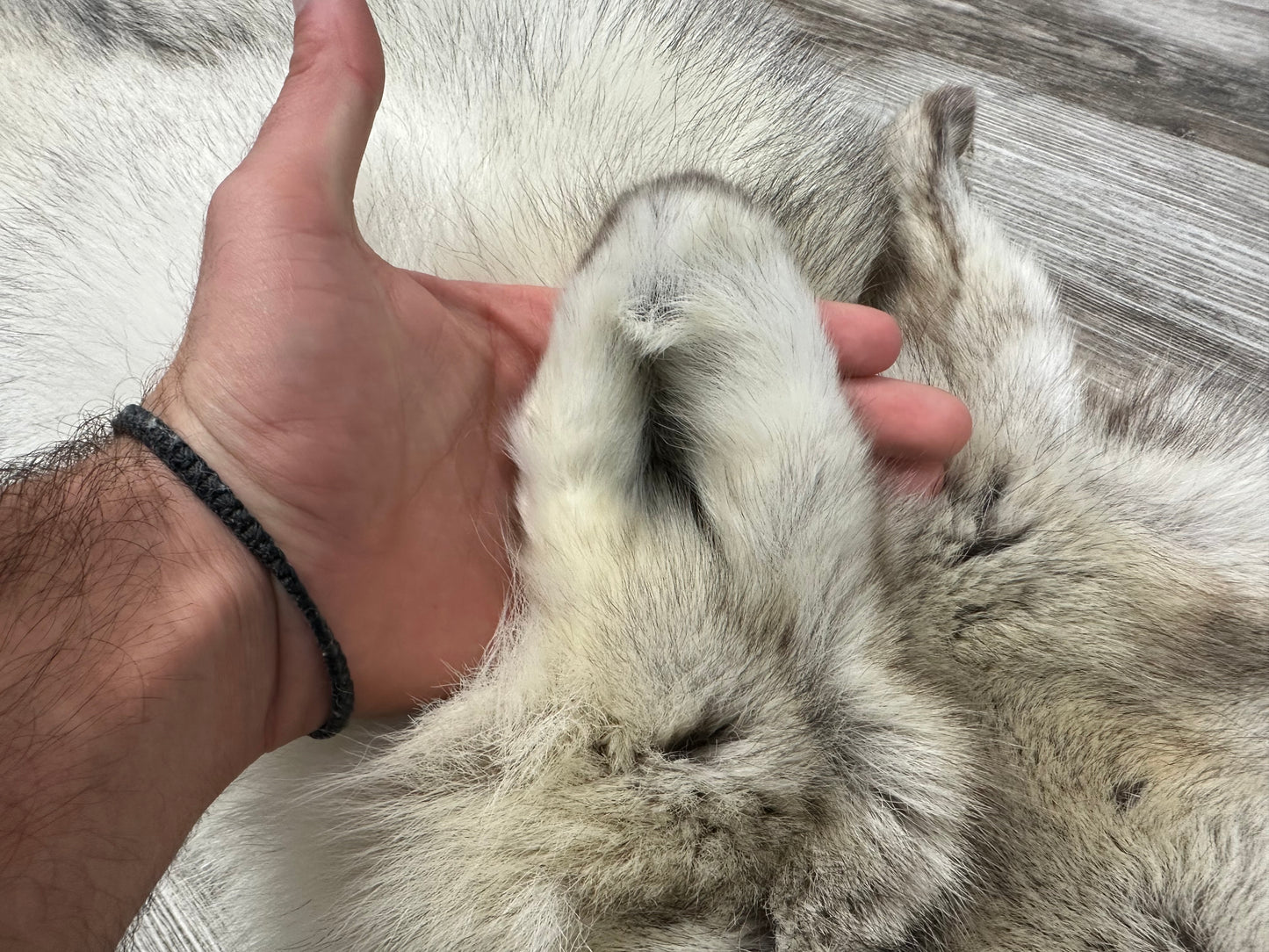 Peau - Loup Arctique #0000991