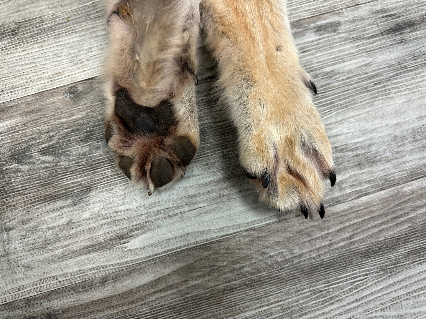 Peau - Loup des bois #0001001