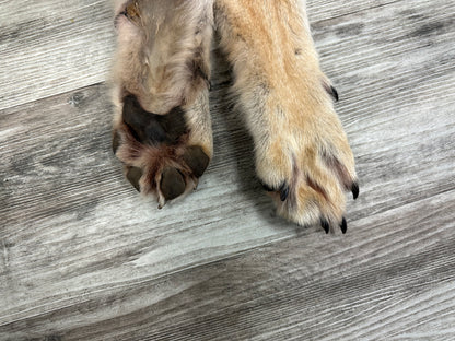 Peau - Loup des bois #0001001