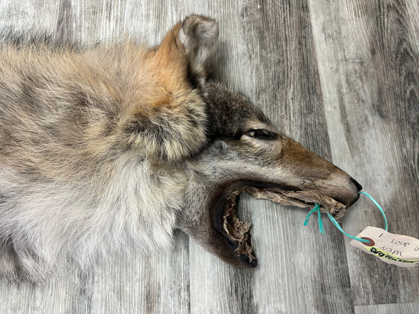 Peau - Loup des bois #0001001