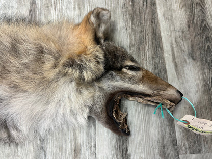 Peau - Loup des bois #0001001