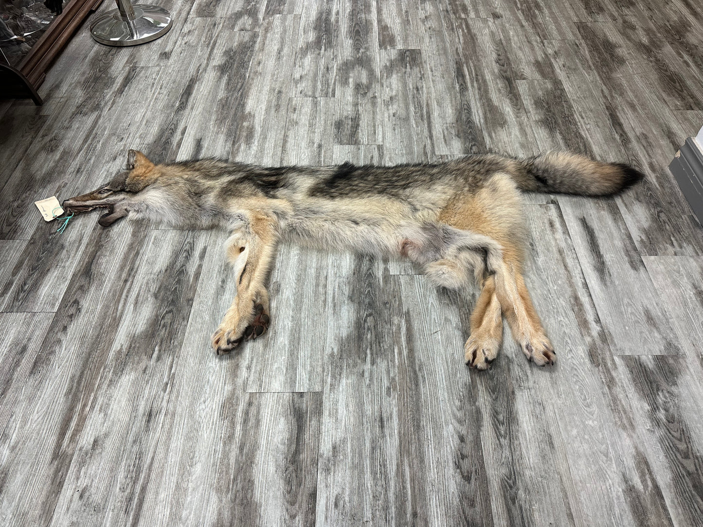 Peau - Loup des bois #0001001