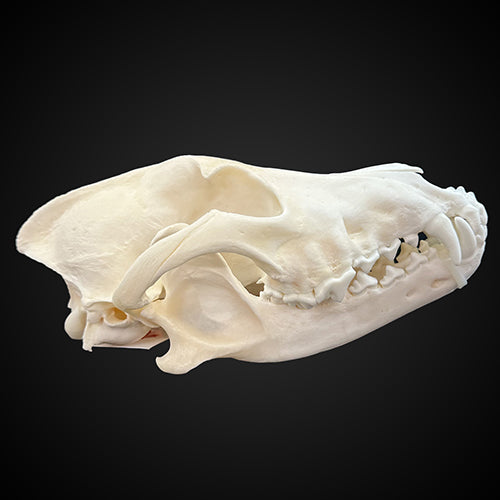 BLEACHED SKULL WOLF - #0001004