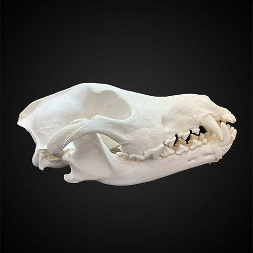BLEACHED SKULL WOLF - #0001006