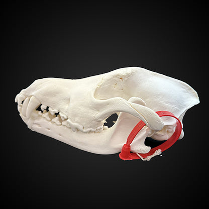 BLEACHED SKULL WOLF - #0001006