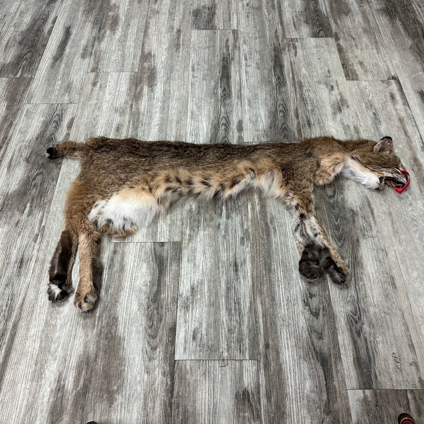 Dressed Skin - Bobcat #0001010